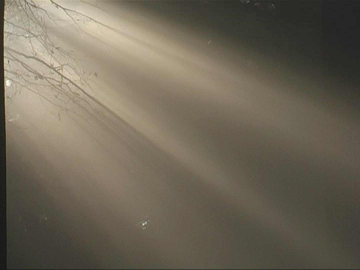 323269317 / Mixed Forest / Sunray / Germany