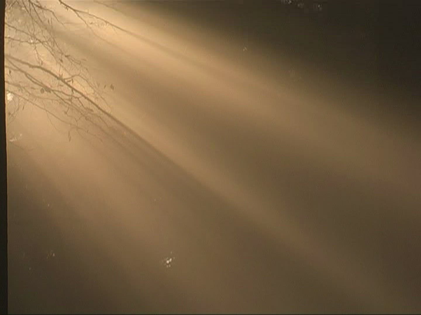 618941314 / Mixed Forest / Sunray / Germany