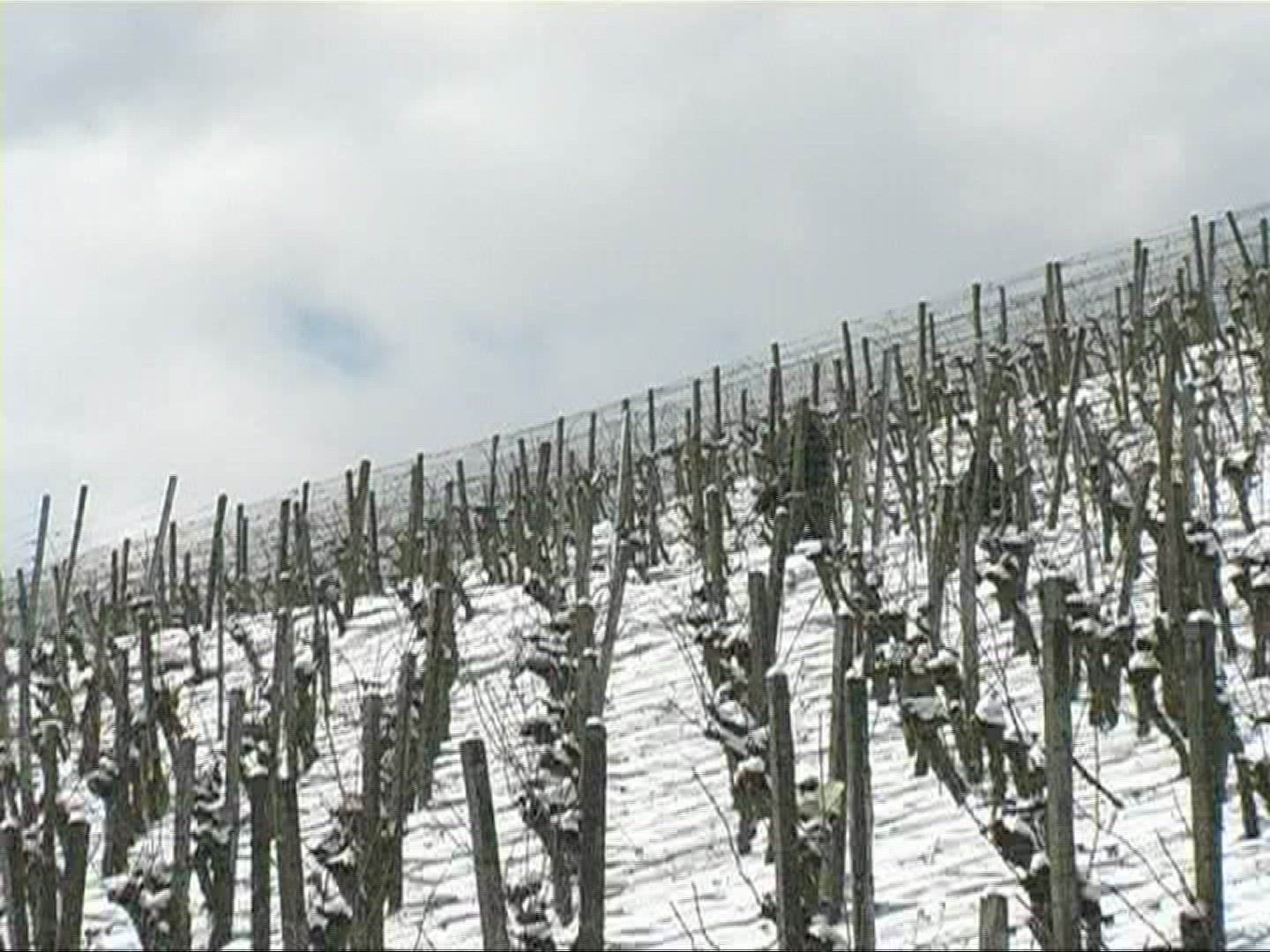 383449060 / Promenade / Viniculture / Snow / Germany