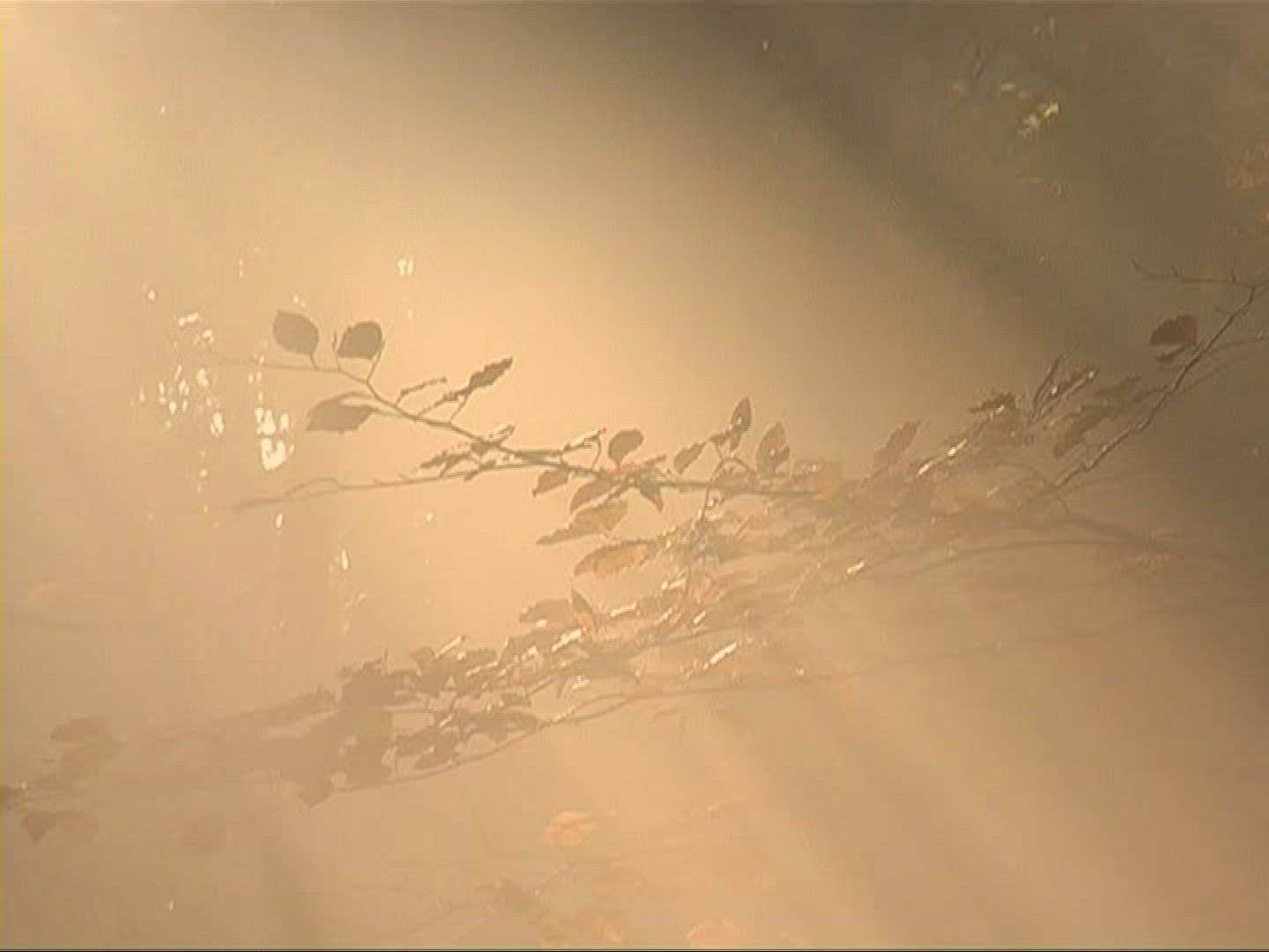 499151747 / Mixed Forest / Sunray / Germany