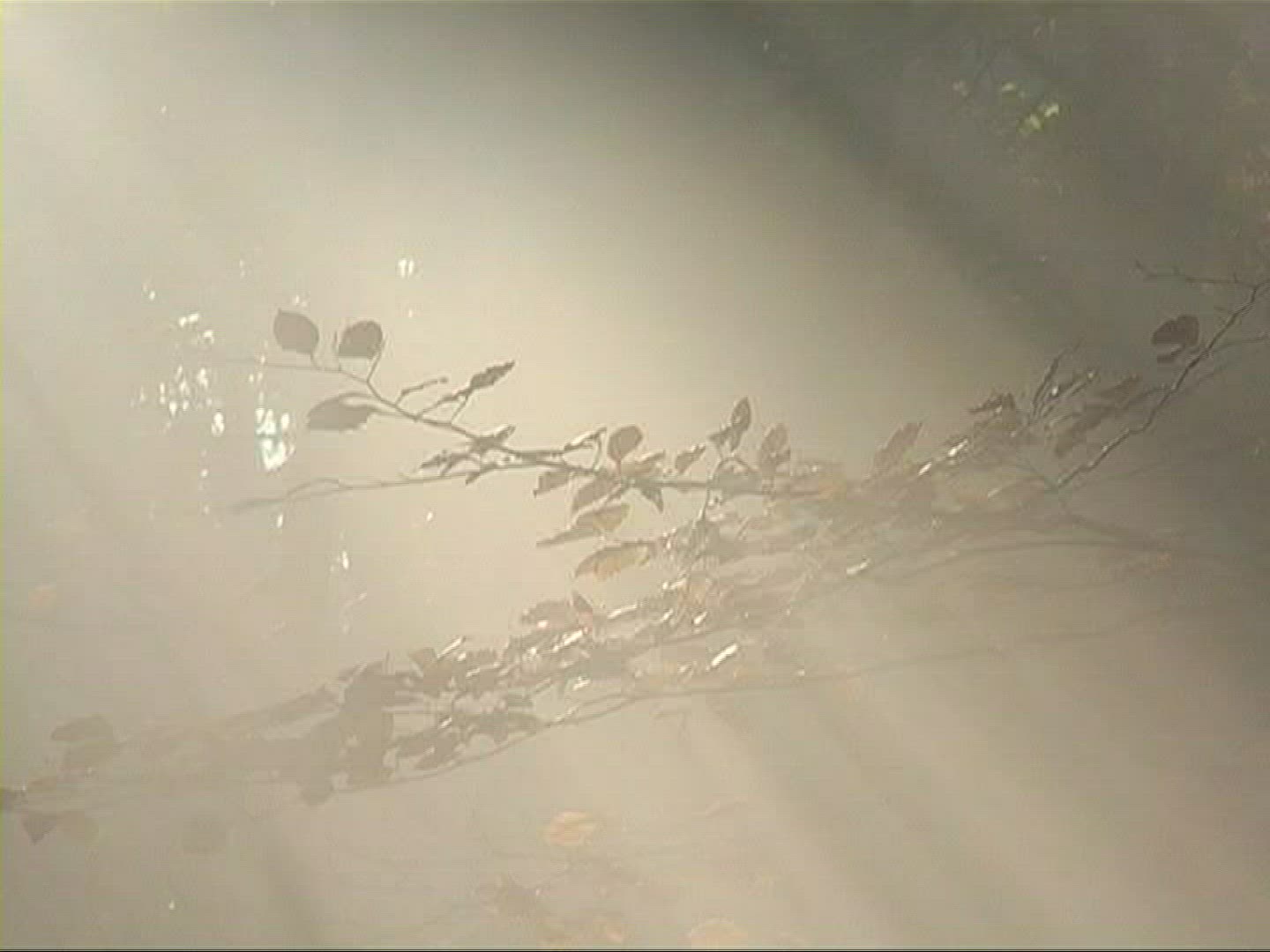 702295633 / Mixed Forest / Sunray / Germany