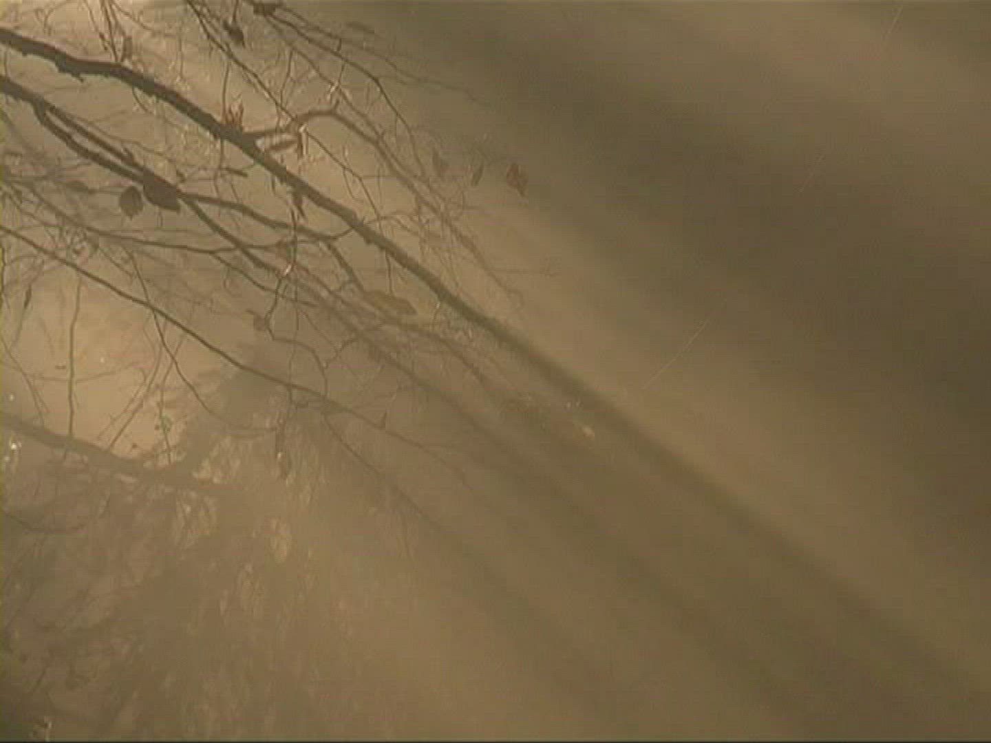 947861672 / Mixed Forest / Sunray / Germany
