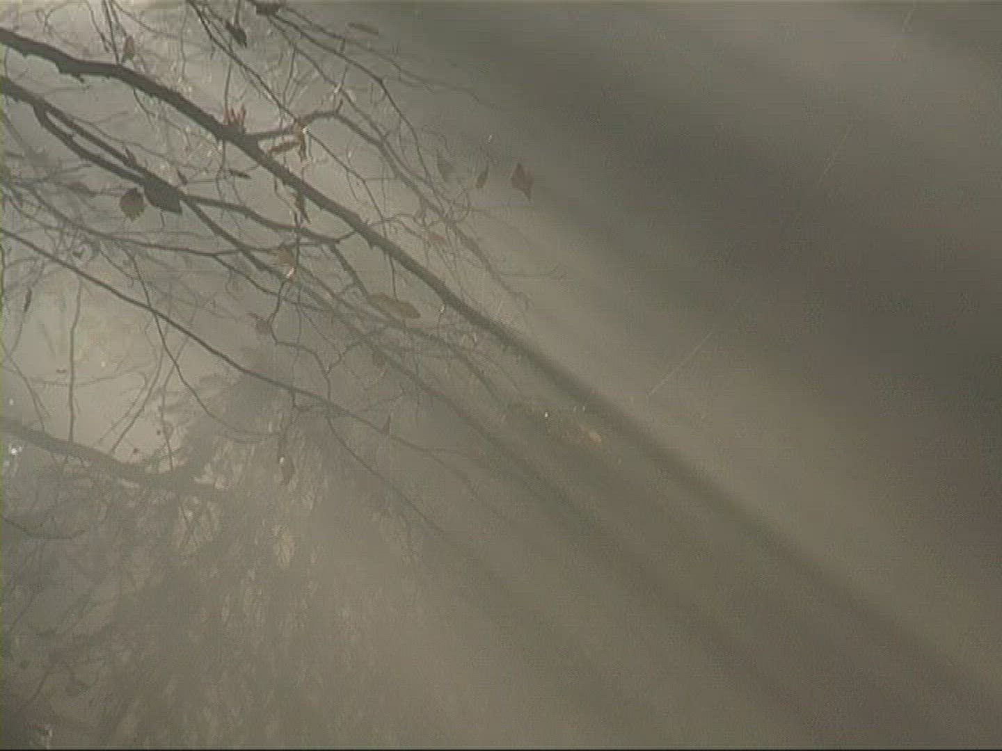 219451799 / Mixed Forest / Sunray / Germany
