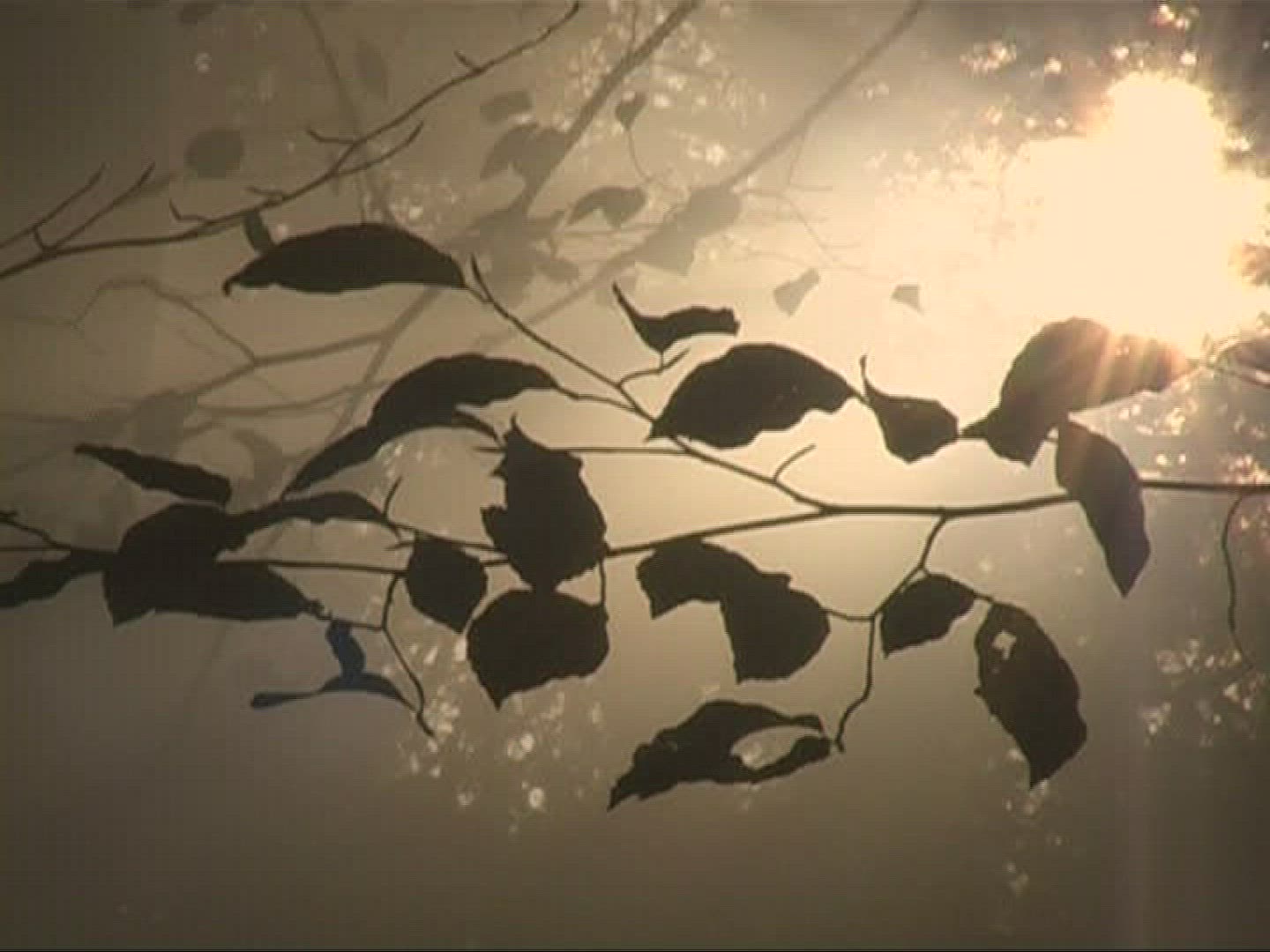 872950204 / Mixed Forest / Sunray / Germany