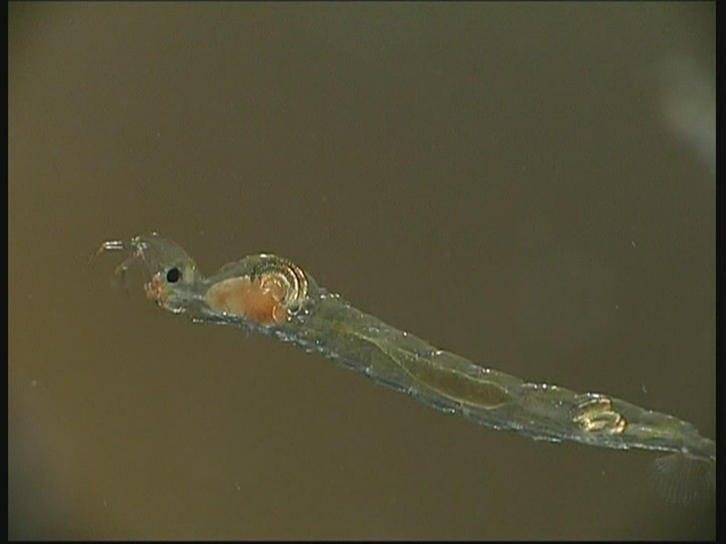 706868661 / Ghost Midge / Larva