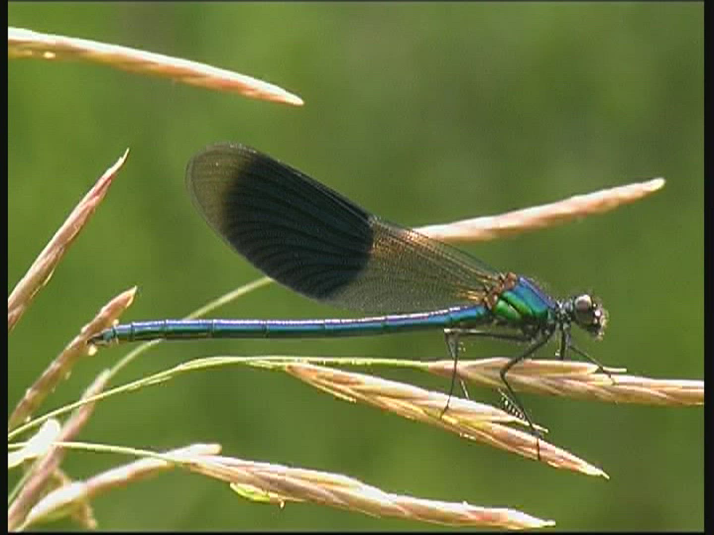 380684323 / Broad-Winged Damselflies / Flying Away
