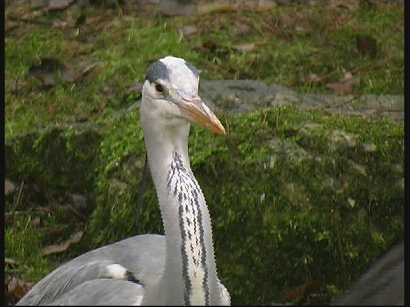 407429504 / Wading Bird / Wildlife Park / Germany