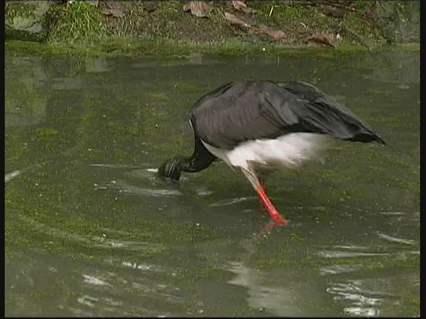 981250477 / Wading Bird / Wildlife Park / Germany