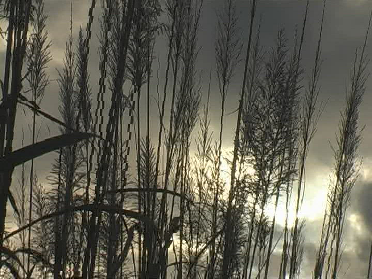 343359687 / Sugar Cane / Silhouette / Mauritius