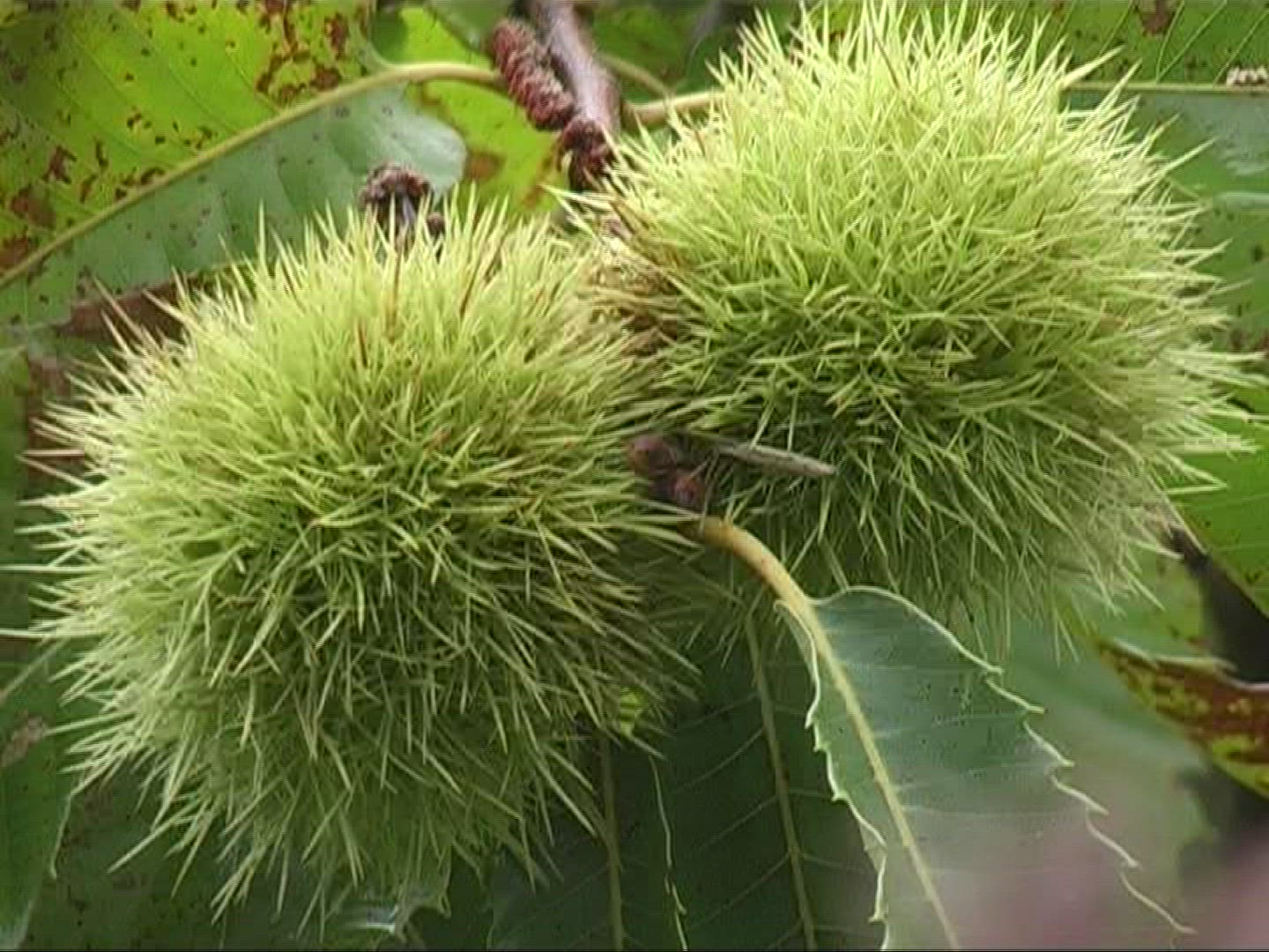 909441900 / Sweet Chestnut / Tuscany / Italy