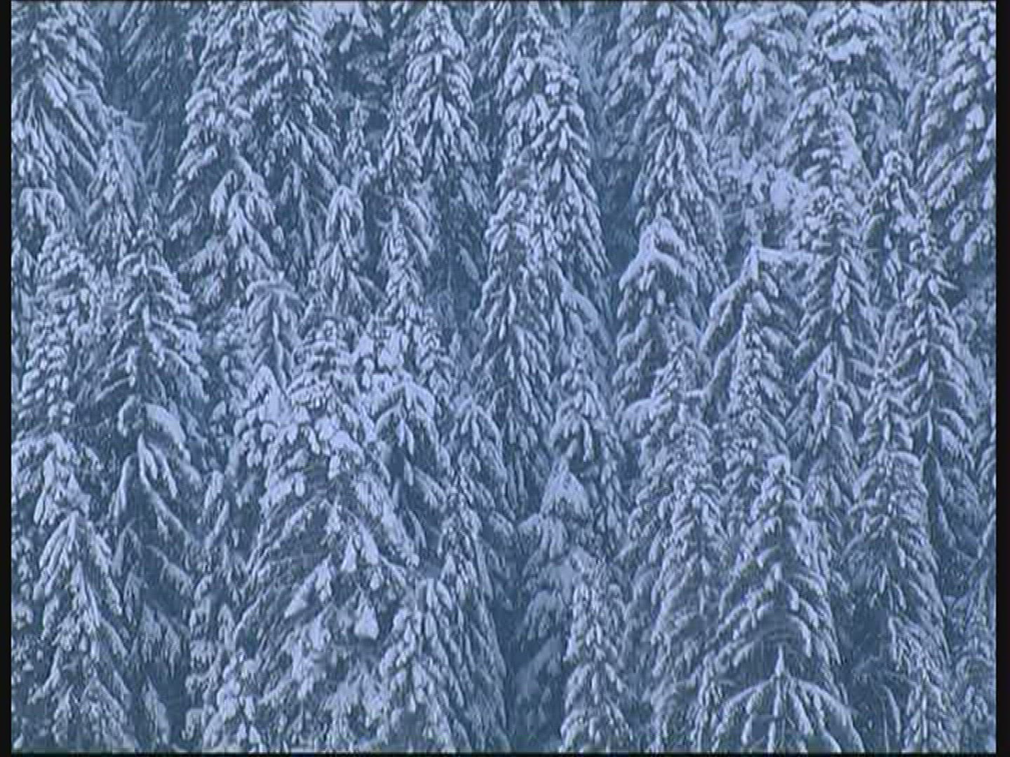749623707 / Coniferous Forest / Snow / Tyrol / Austria