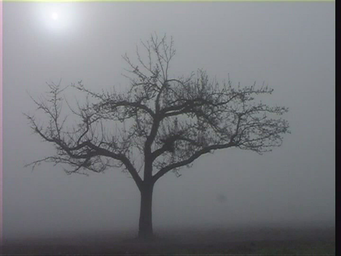 620538516 / Fog / Spessart / Germany