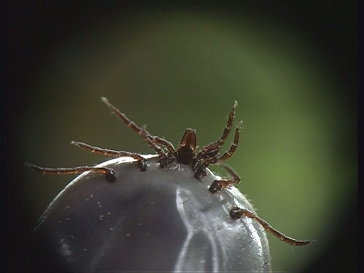 944396115 / Wood Tick / Tick