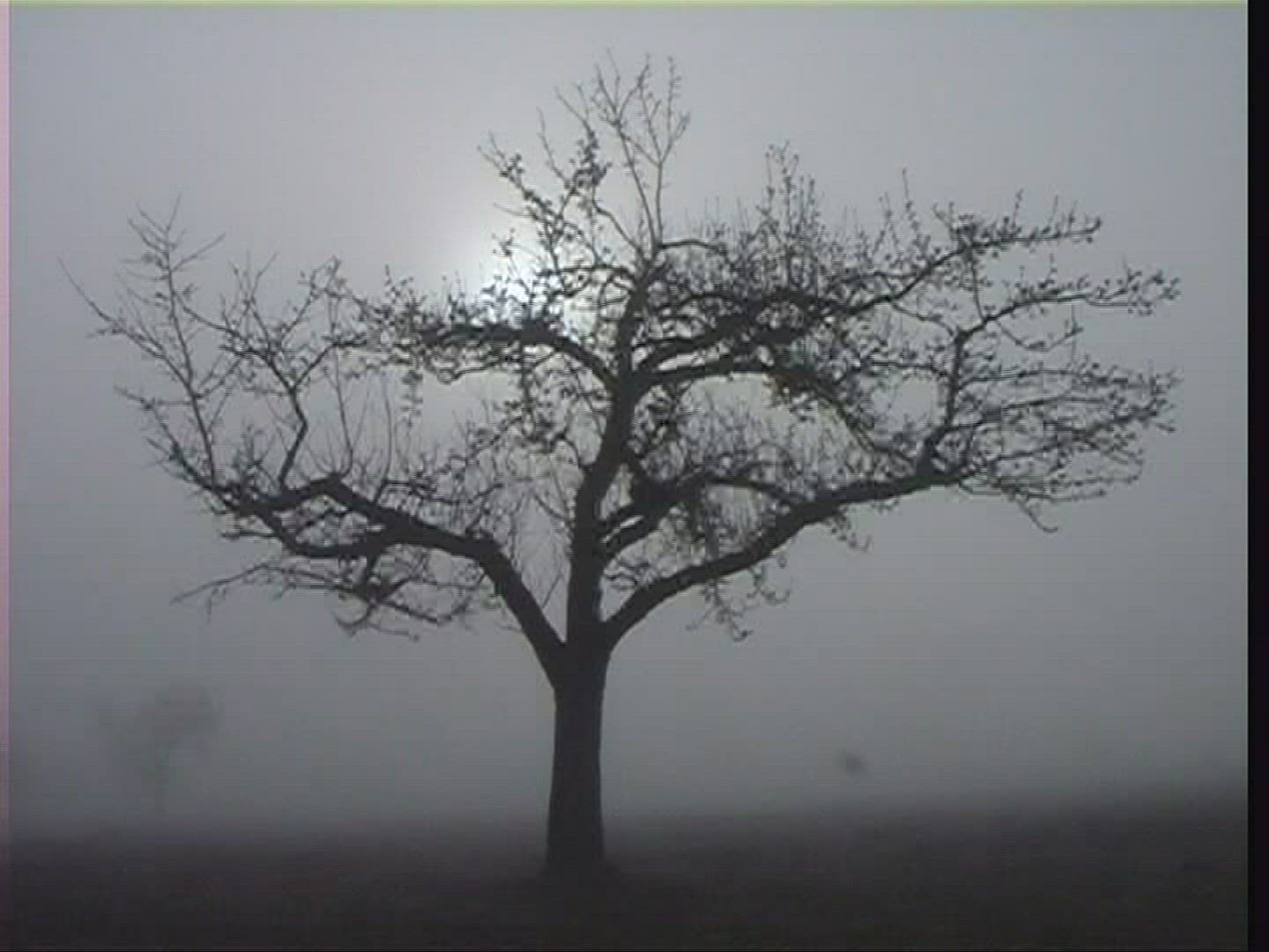 354940867 / Fog / Spessart / Germany