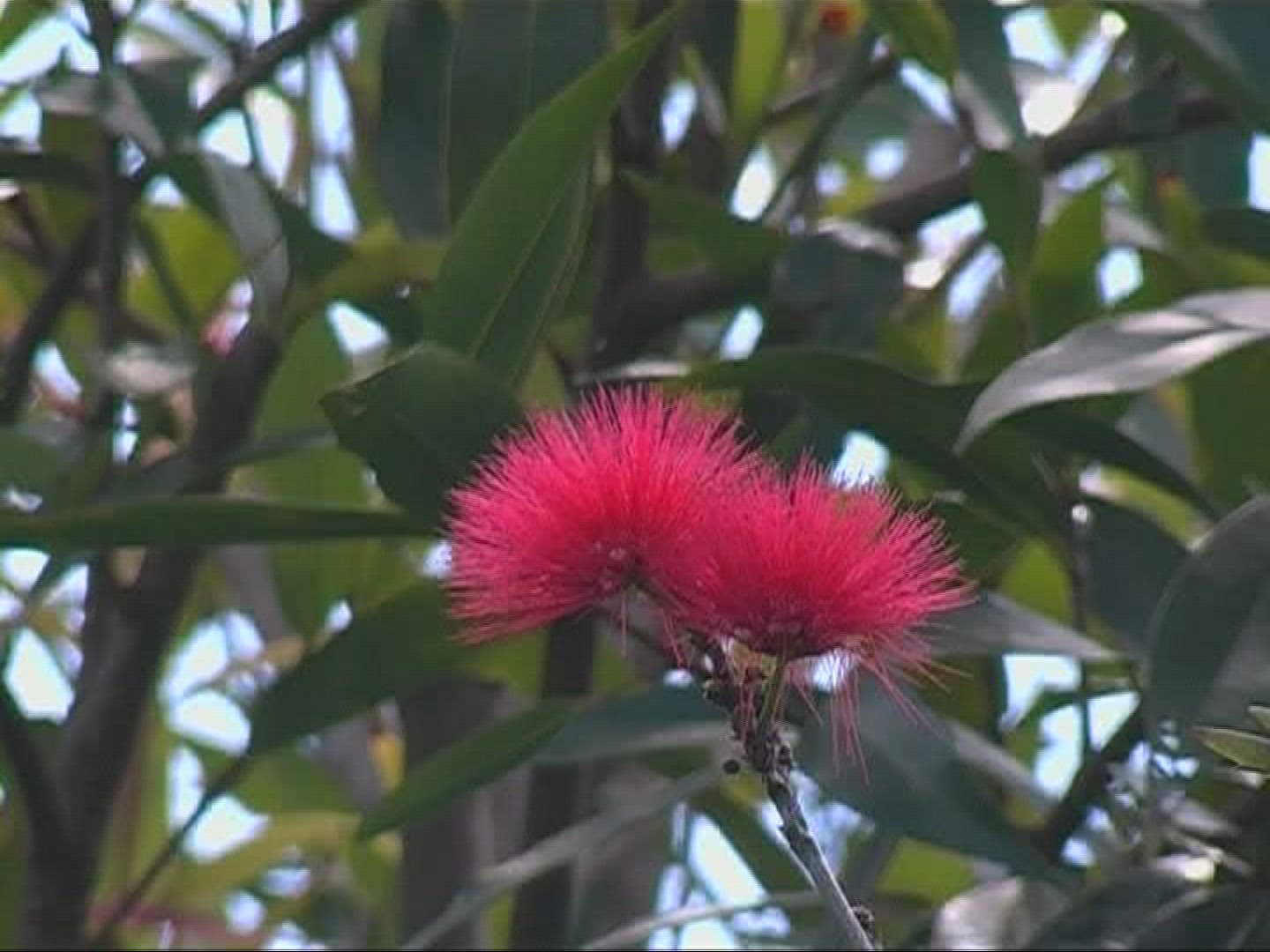 481775355 / Blossom / Mauritius