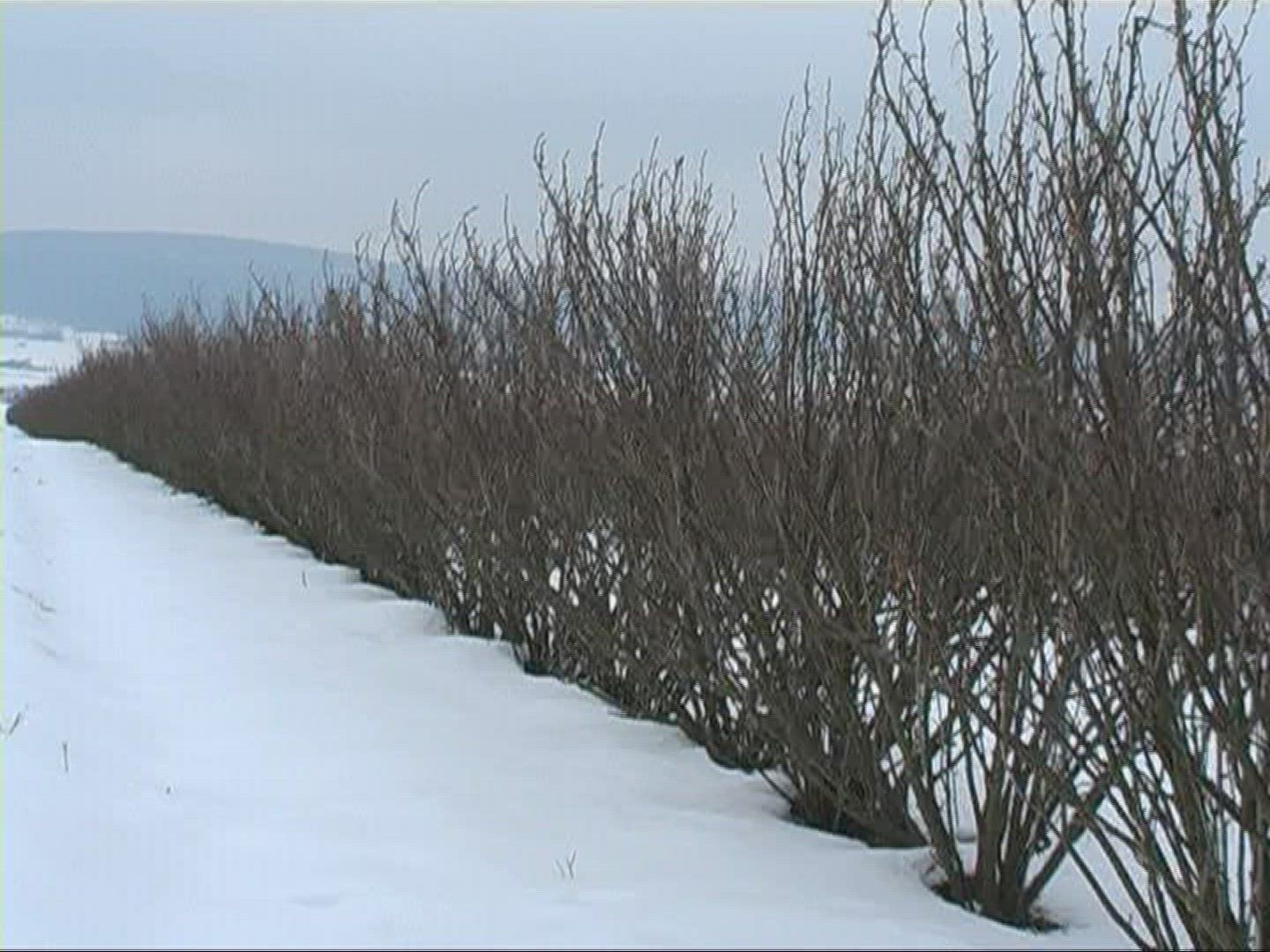 314665311 / Bush / Cultivation / Snow / Germany