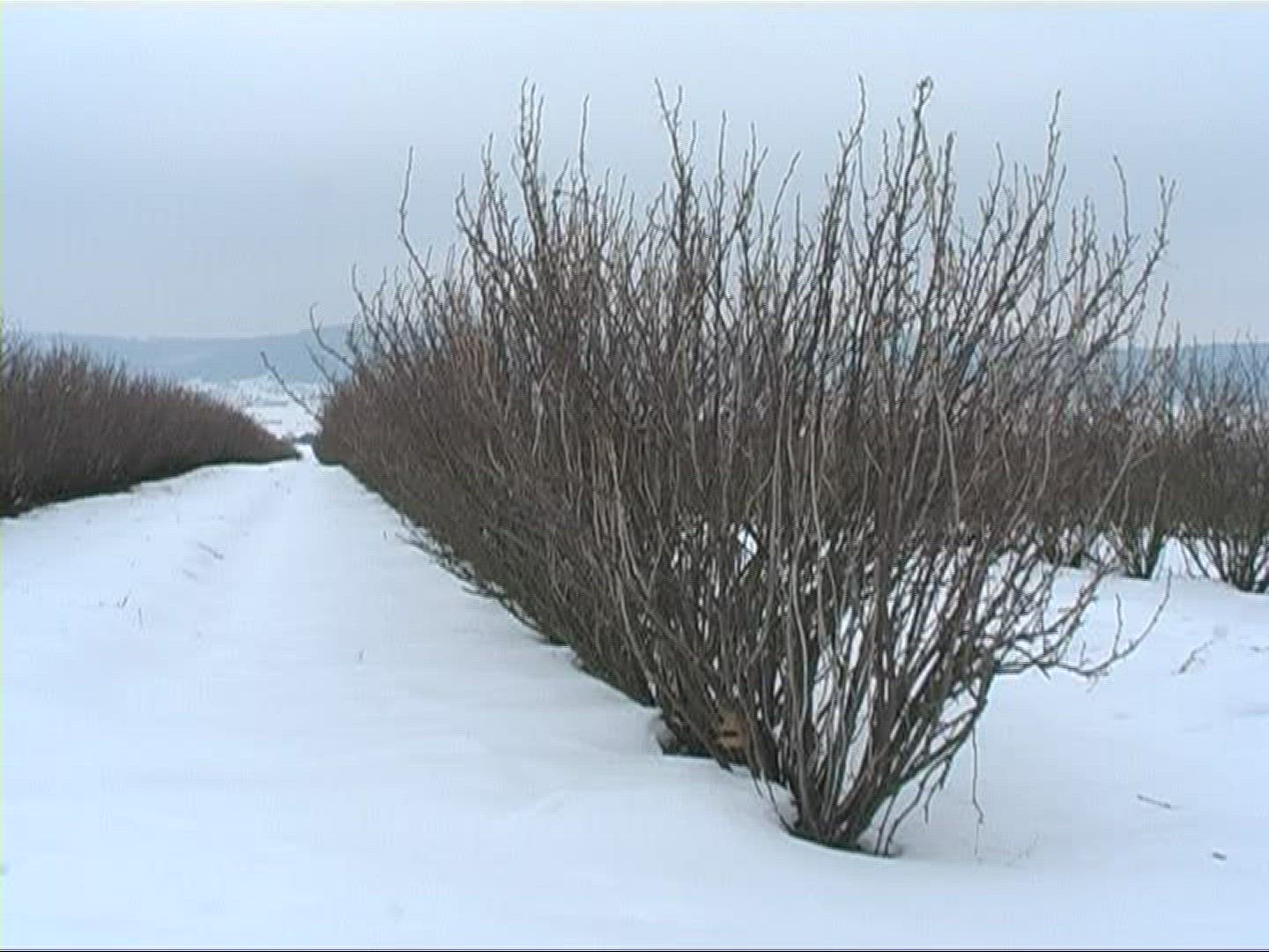 723687963 / Bush / Cultivation / Snow / Germany
