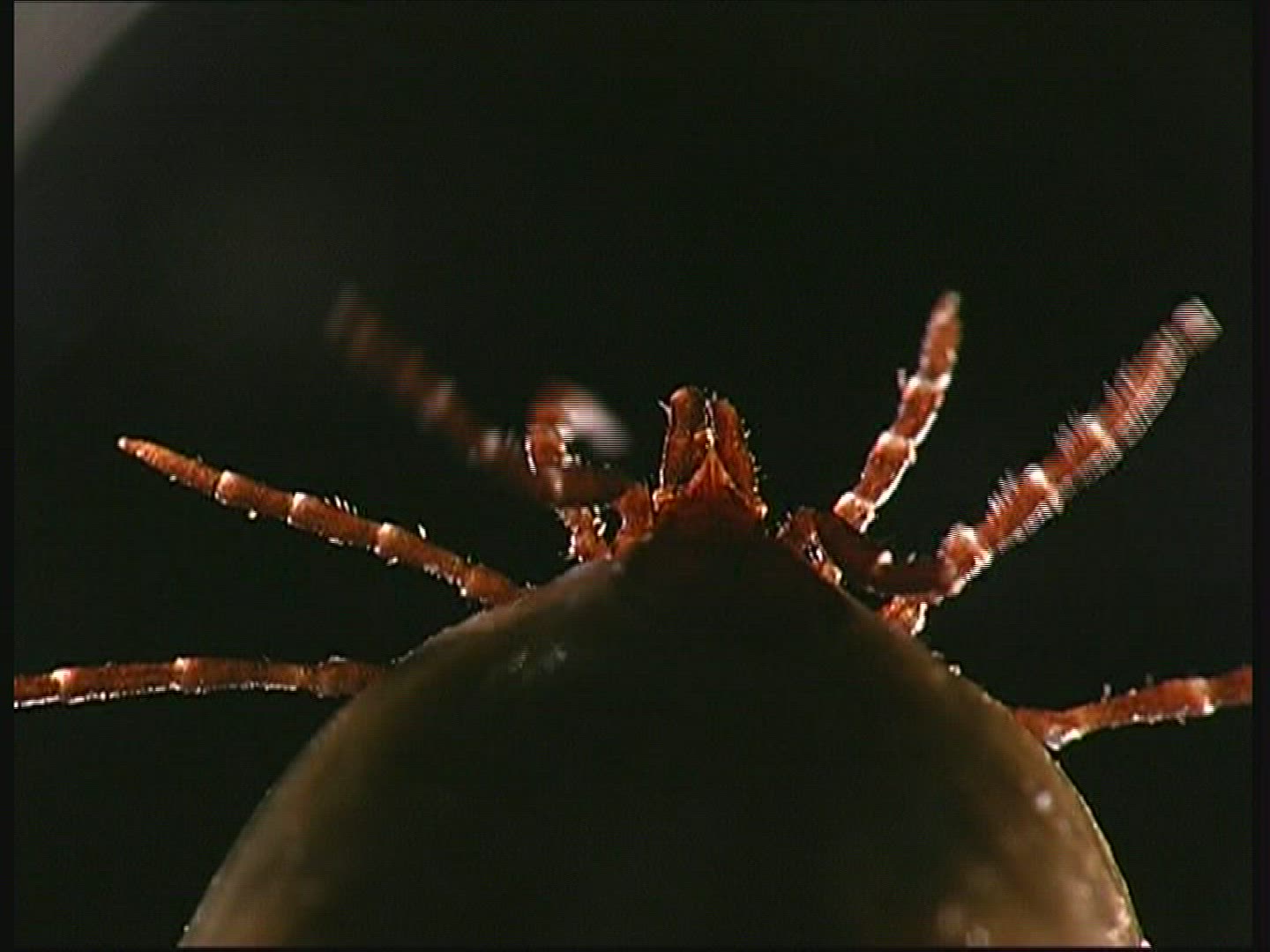 564444525 / Wood Tick / Tick