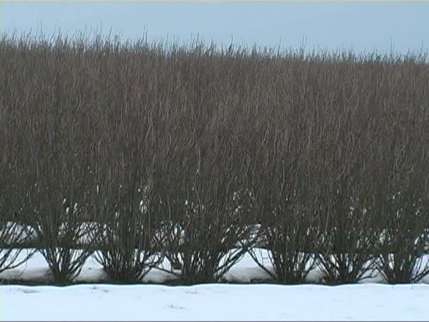 415701108 / Bush / Cultivation / Snow / Germany
