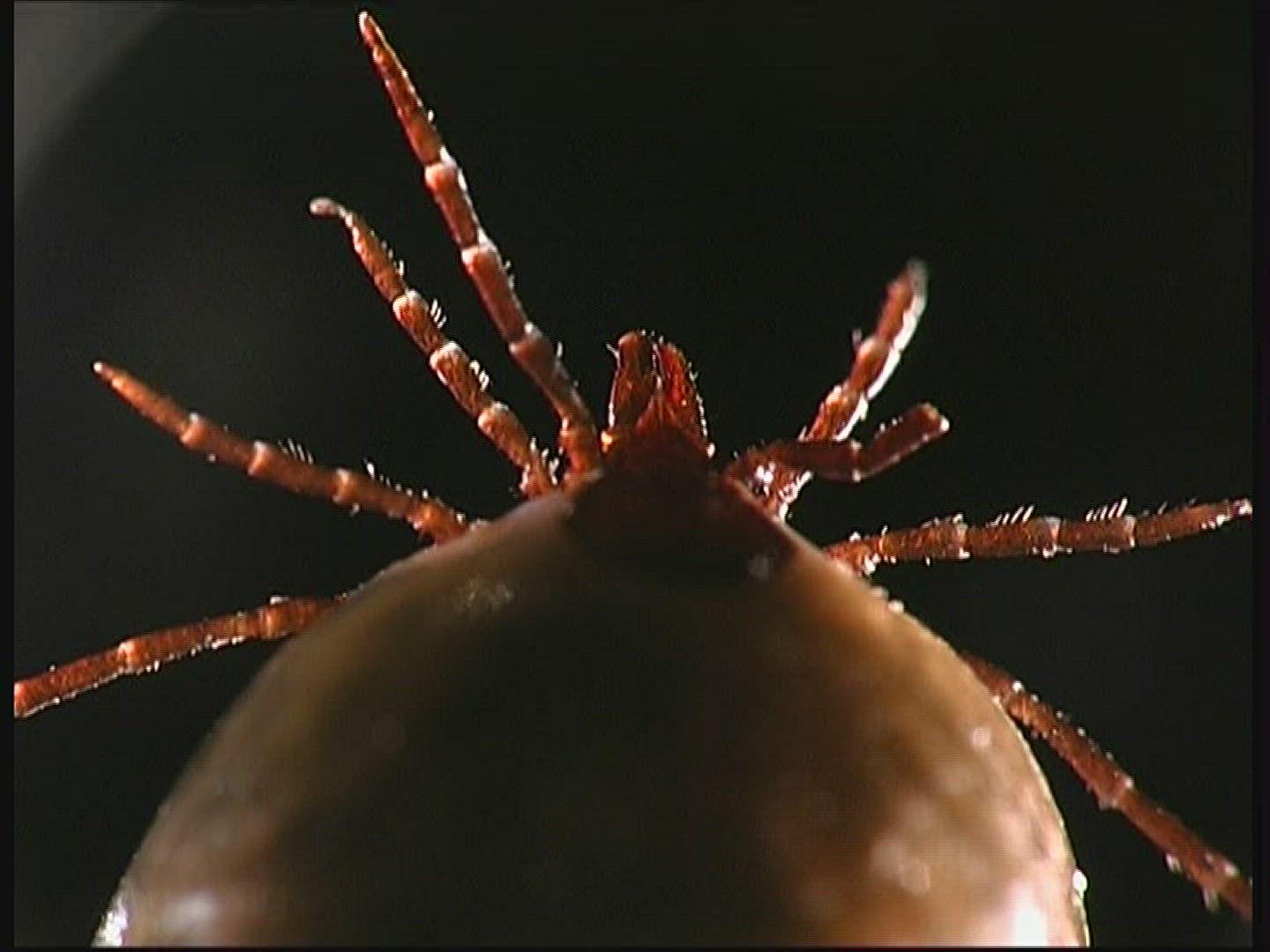 630352047 / Wood Tick / Tick