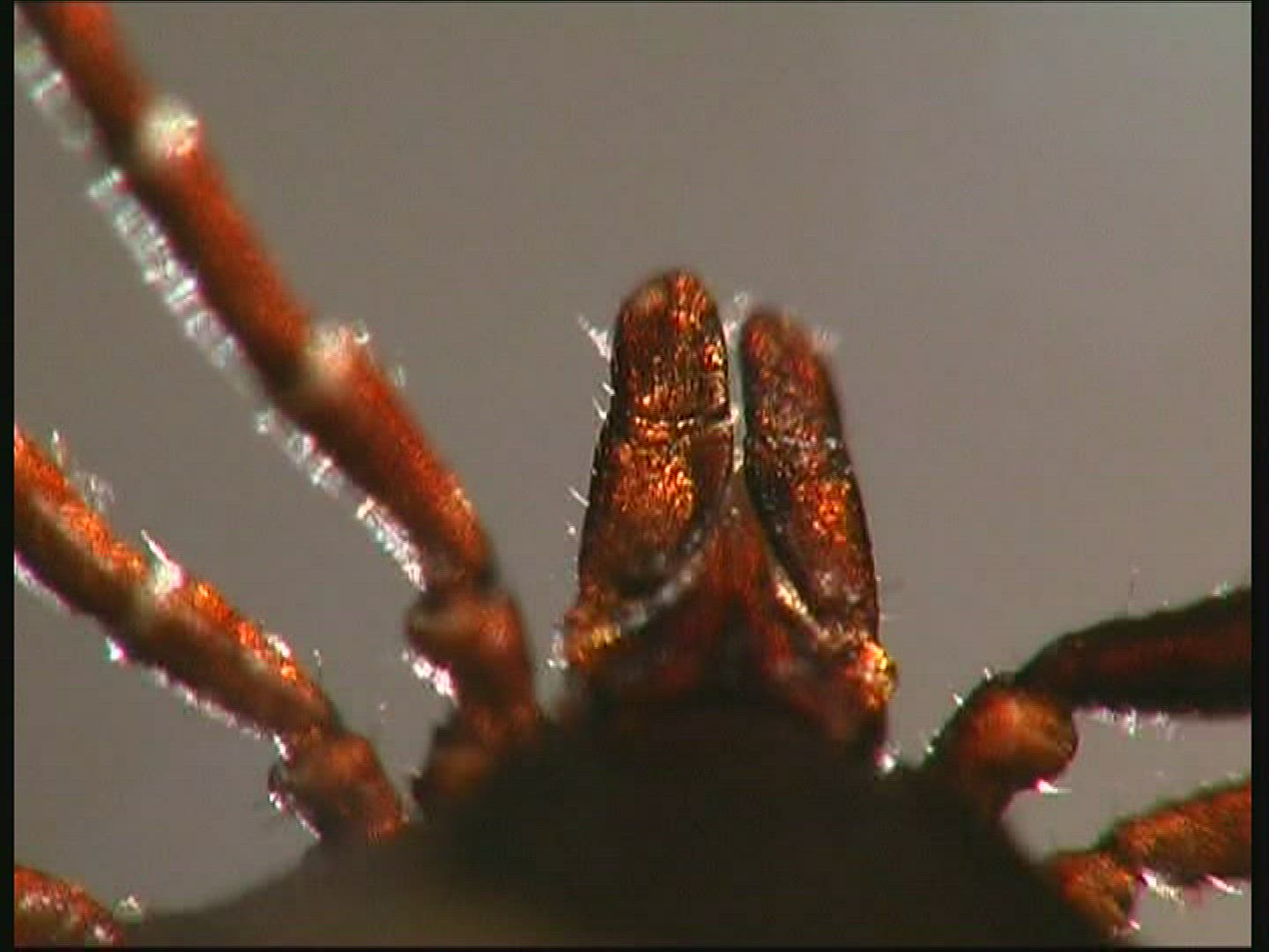 606477402 / Wood Tick / Tick