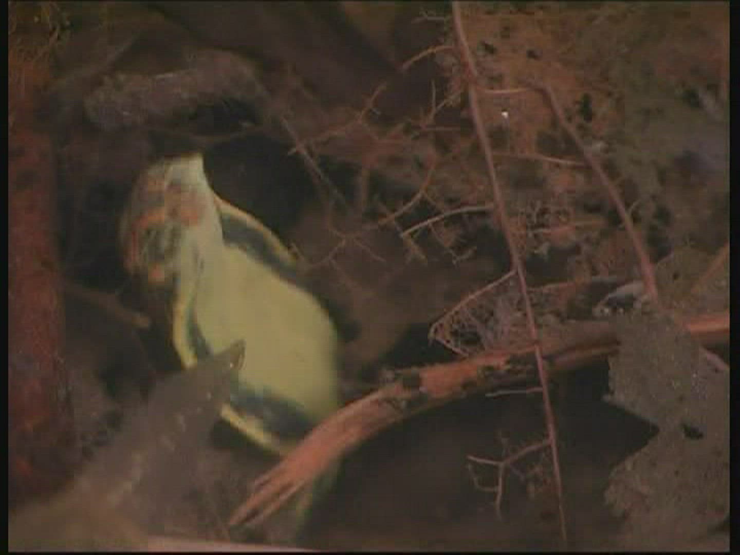 365365729 / Leech / Underwater Shot