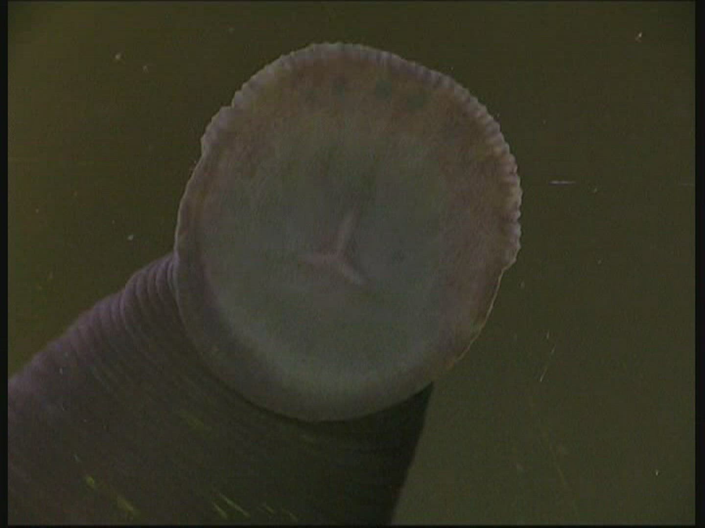 996322806 / Leech / Underwater Shot