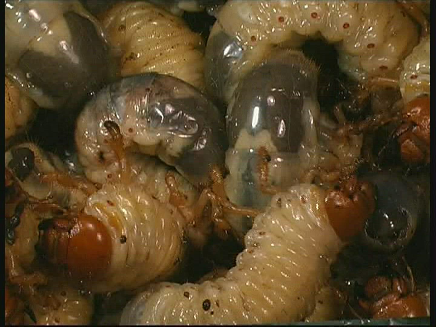 494250576 / Common Cockchafer / Grub