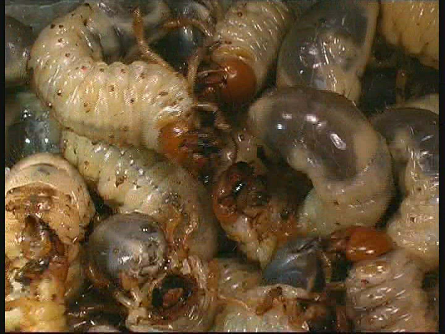 944929909 / Common Cockchafer / Grub