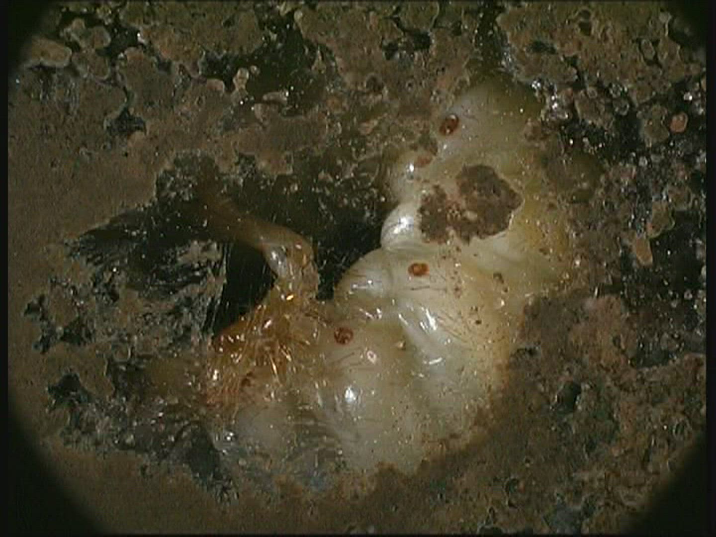 503075547 / Common Cockchafer / Grub