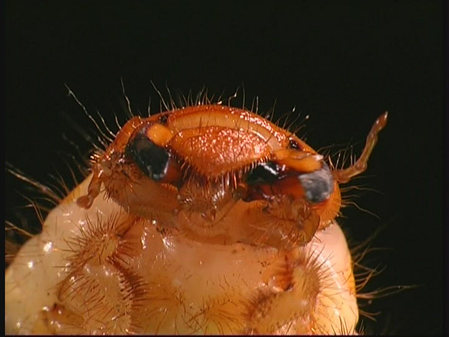 801735891 / Common Cockchafer / Grub
