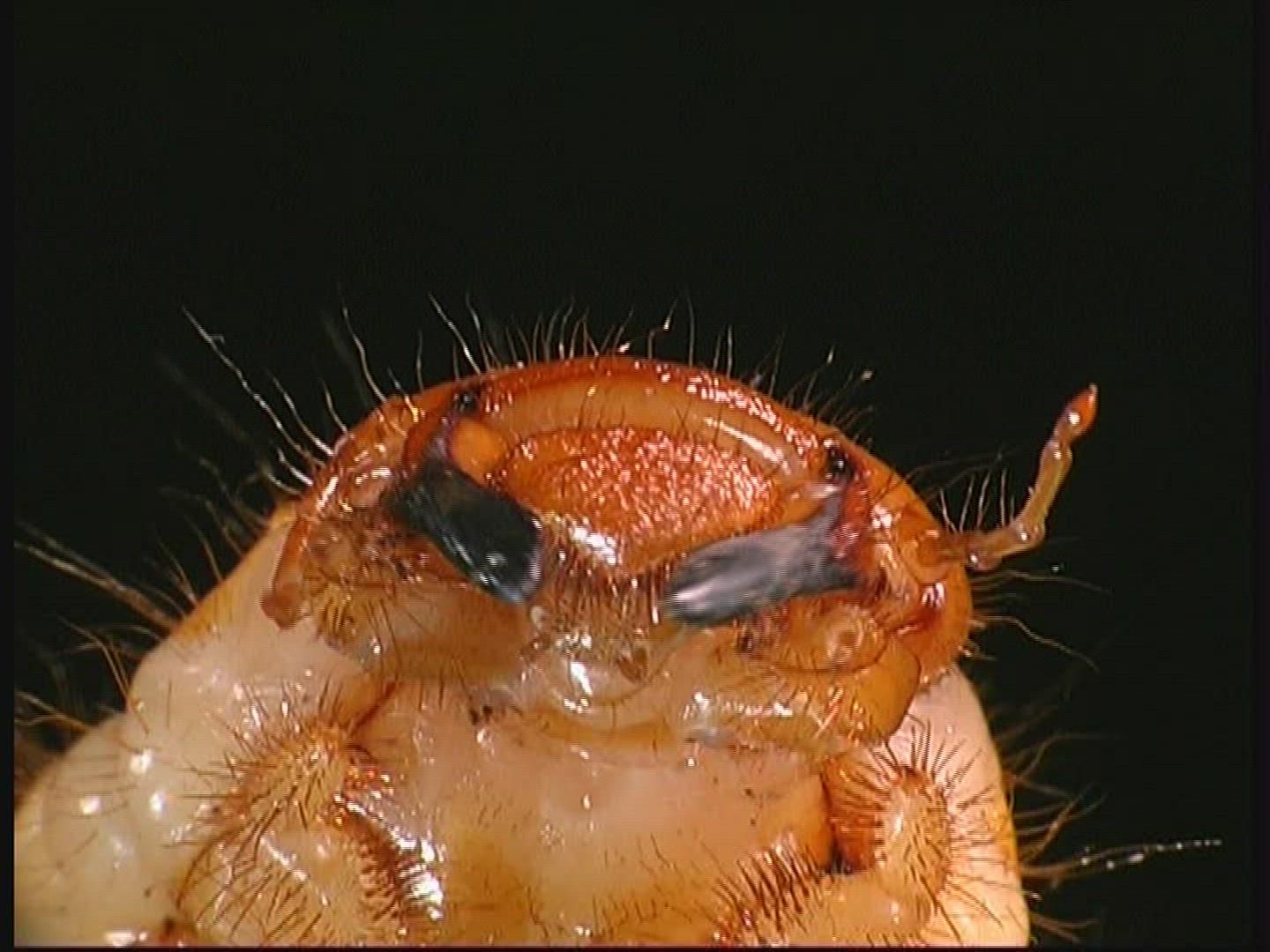 368822366 / Common Cockchafer / Grub