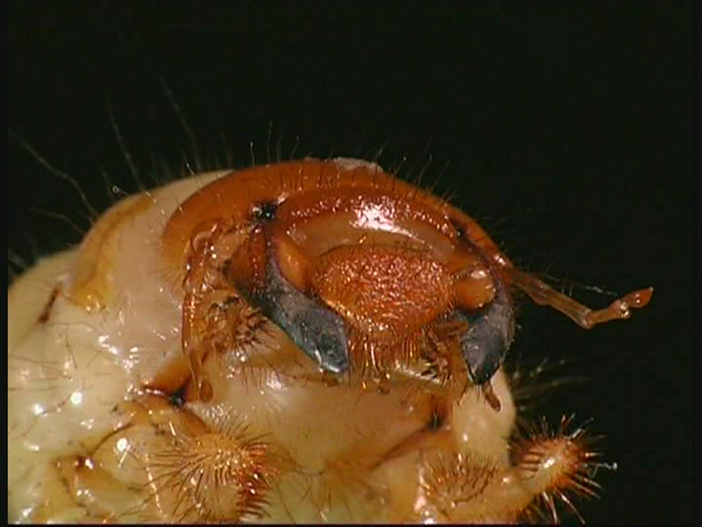 676295676 / Common Cockchafer / Grub