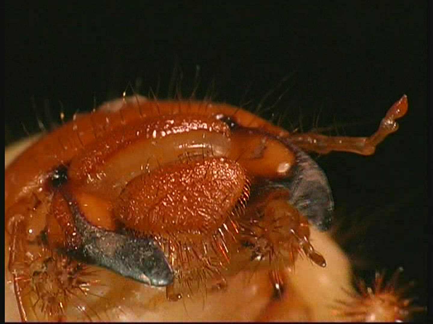 354300434 / Common Cockchafer / Grub