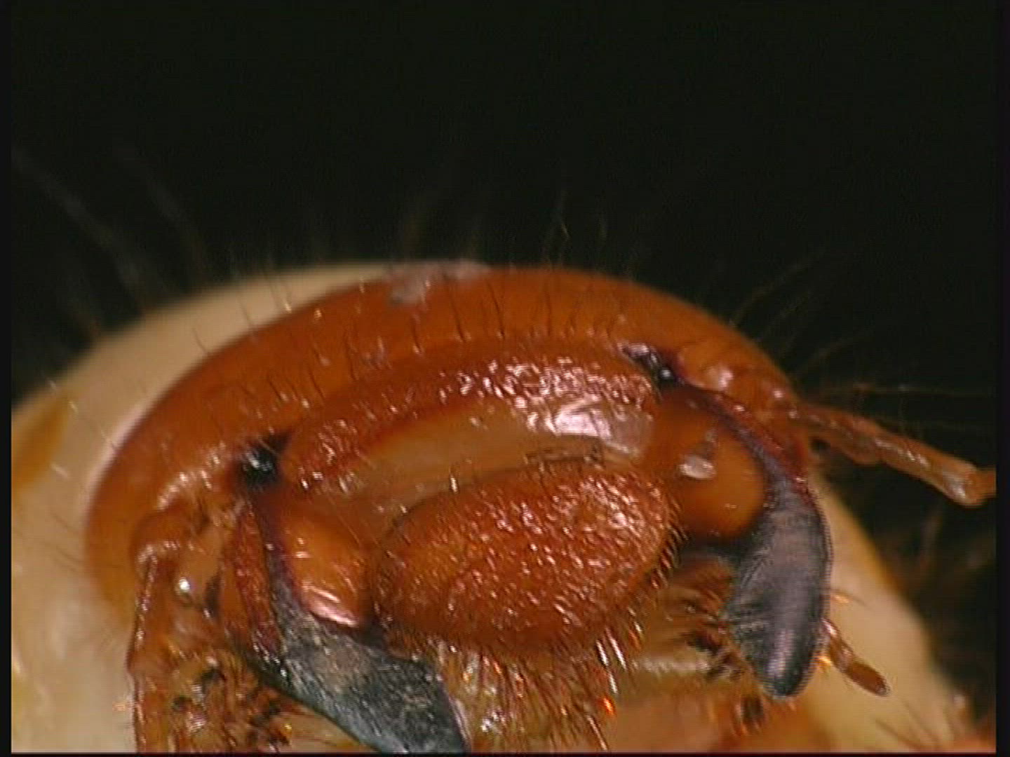 486814583 / Common Cockchafer / Grub