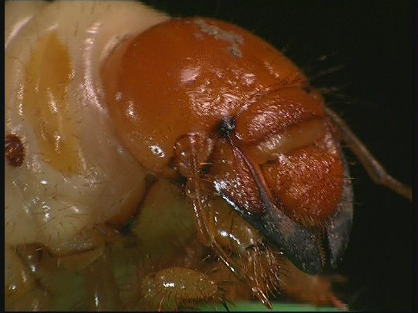 495840449 / Common Cockchafer / Grub