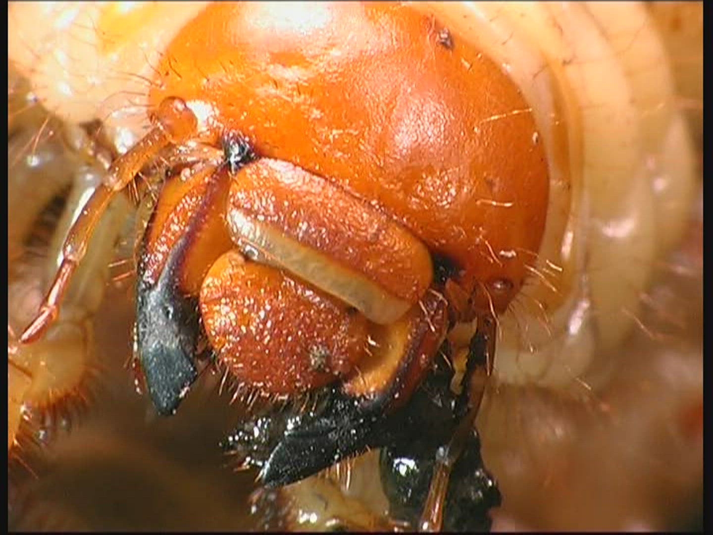 332615457 / Common Cockchafer / Grub