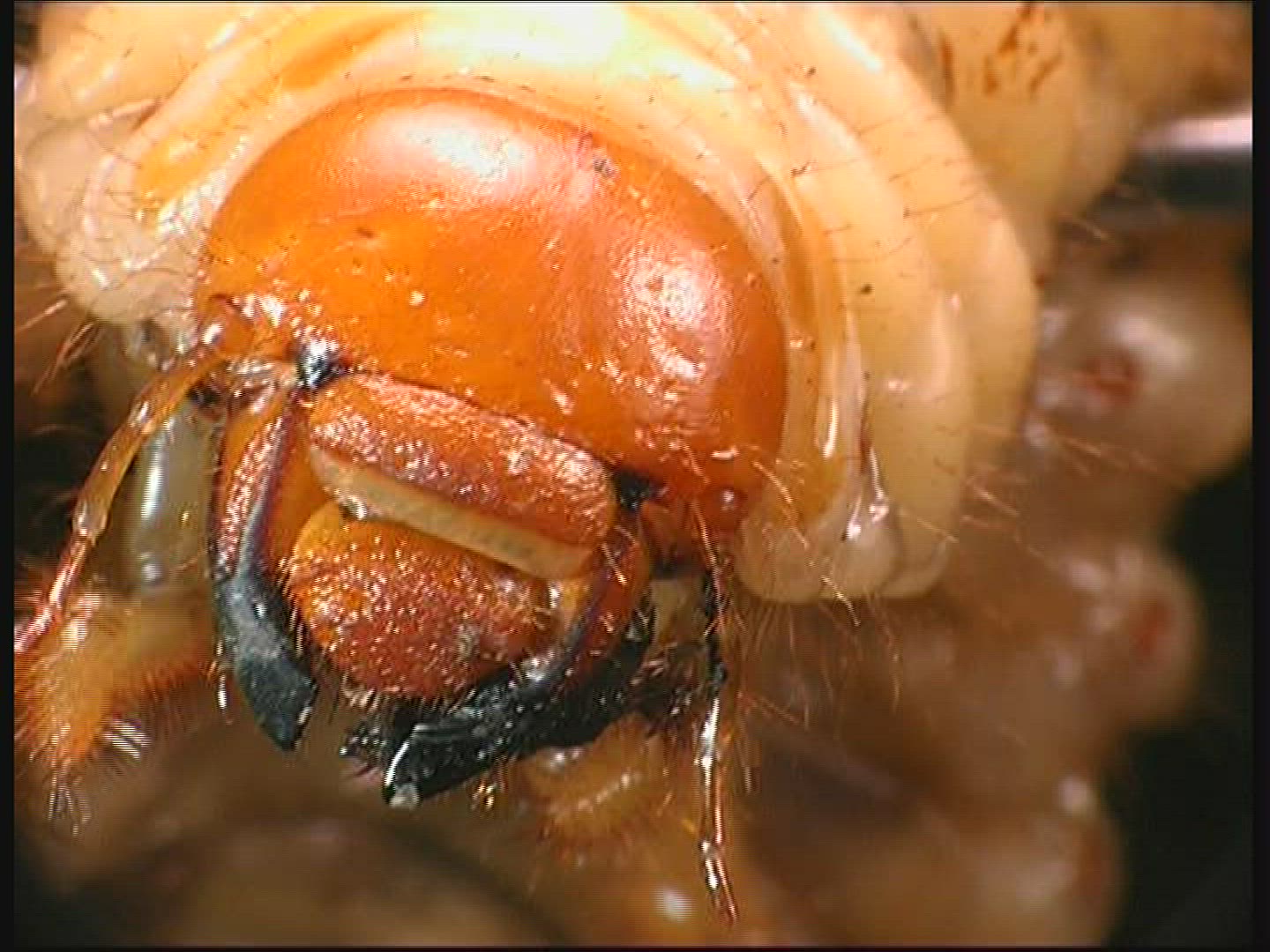 377405560 / Common Cockchafer / Grub