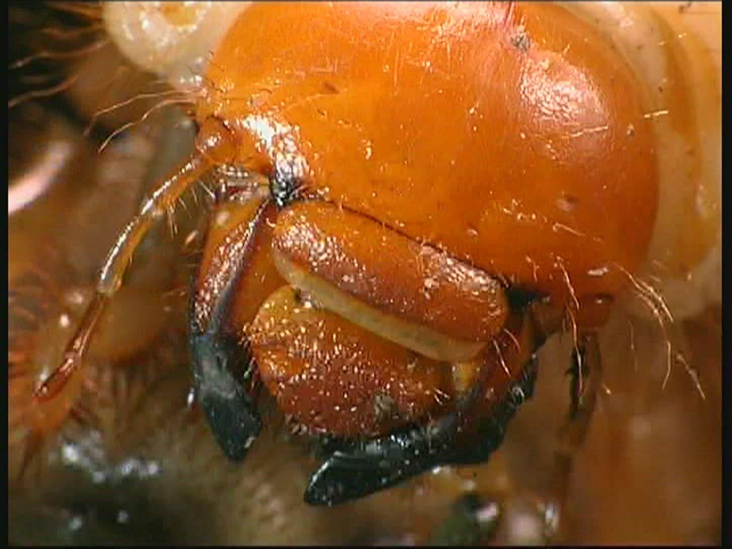 113081490 / Common Cockchafer / Grub
