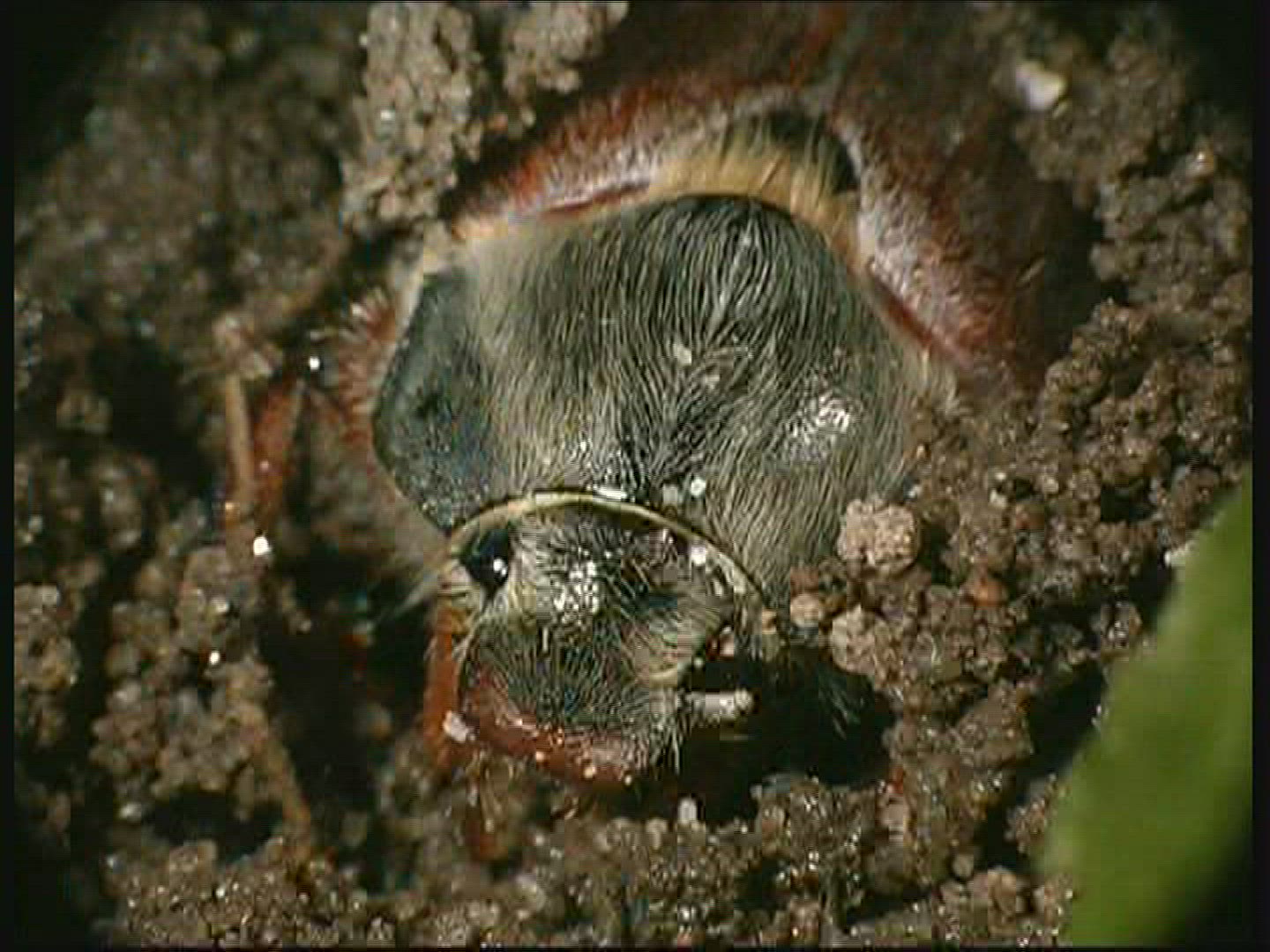 918983658 / Common Cockchafer / Grub