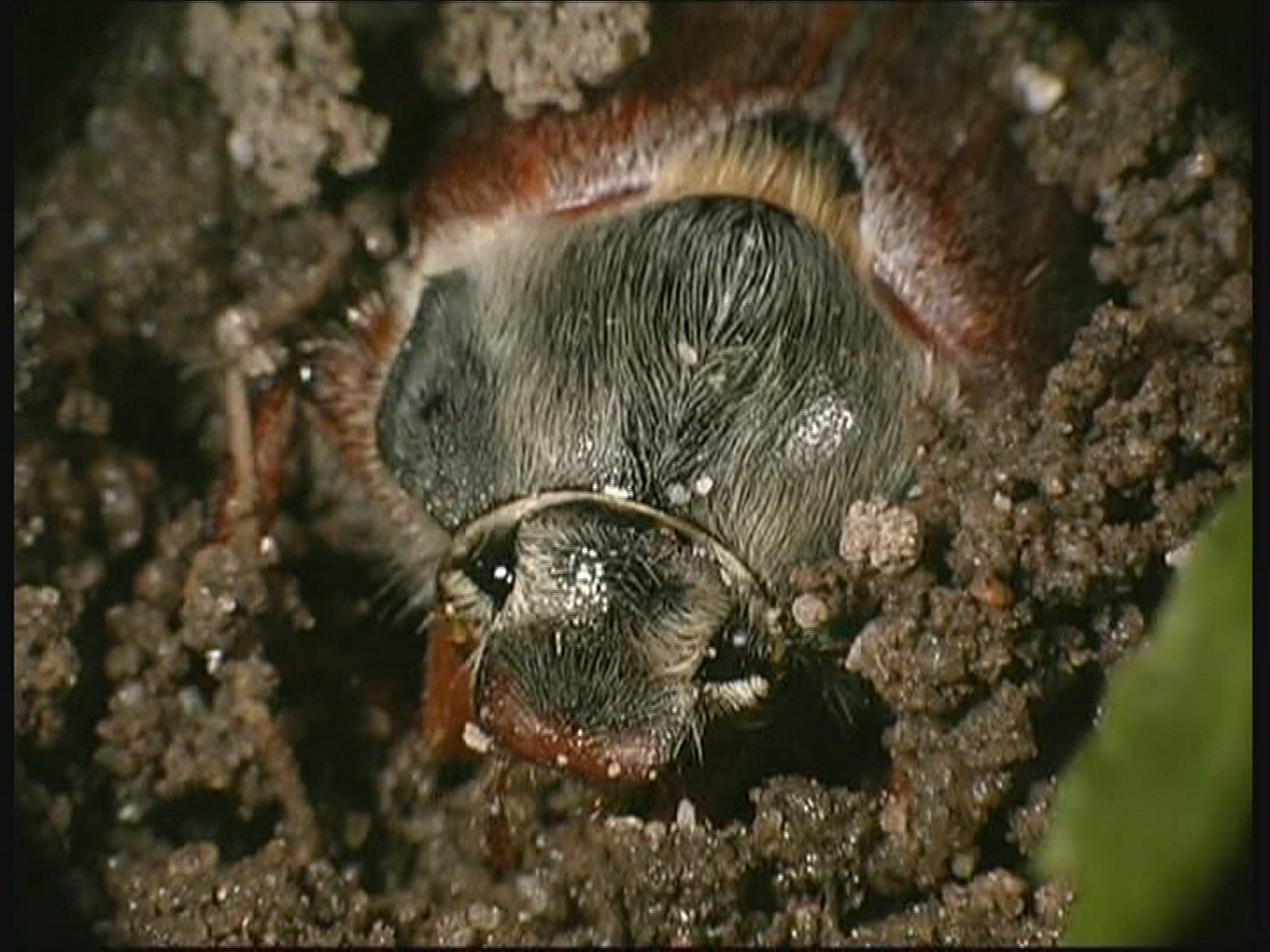 872542033 / Common Cockchafer / Grub