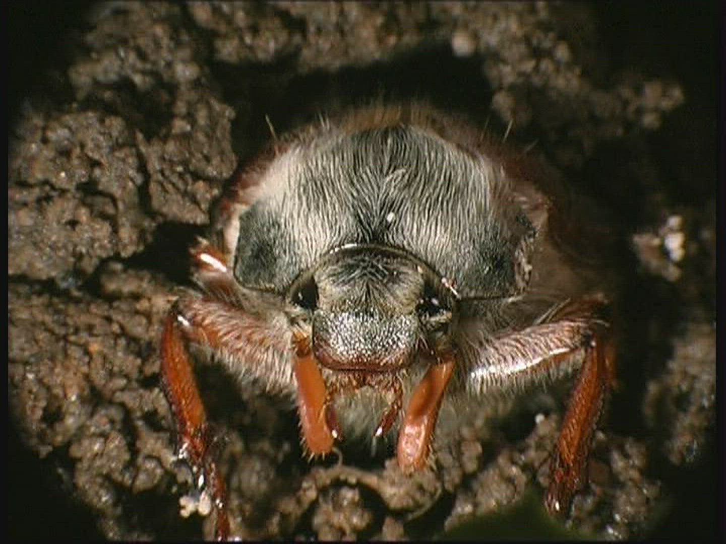 481781270 / Common Cockchafer / Grub