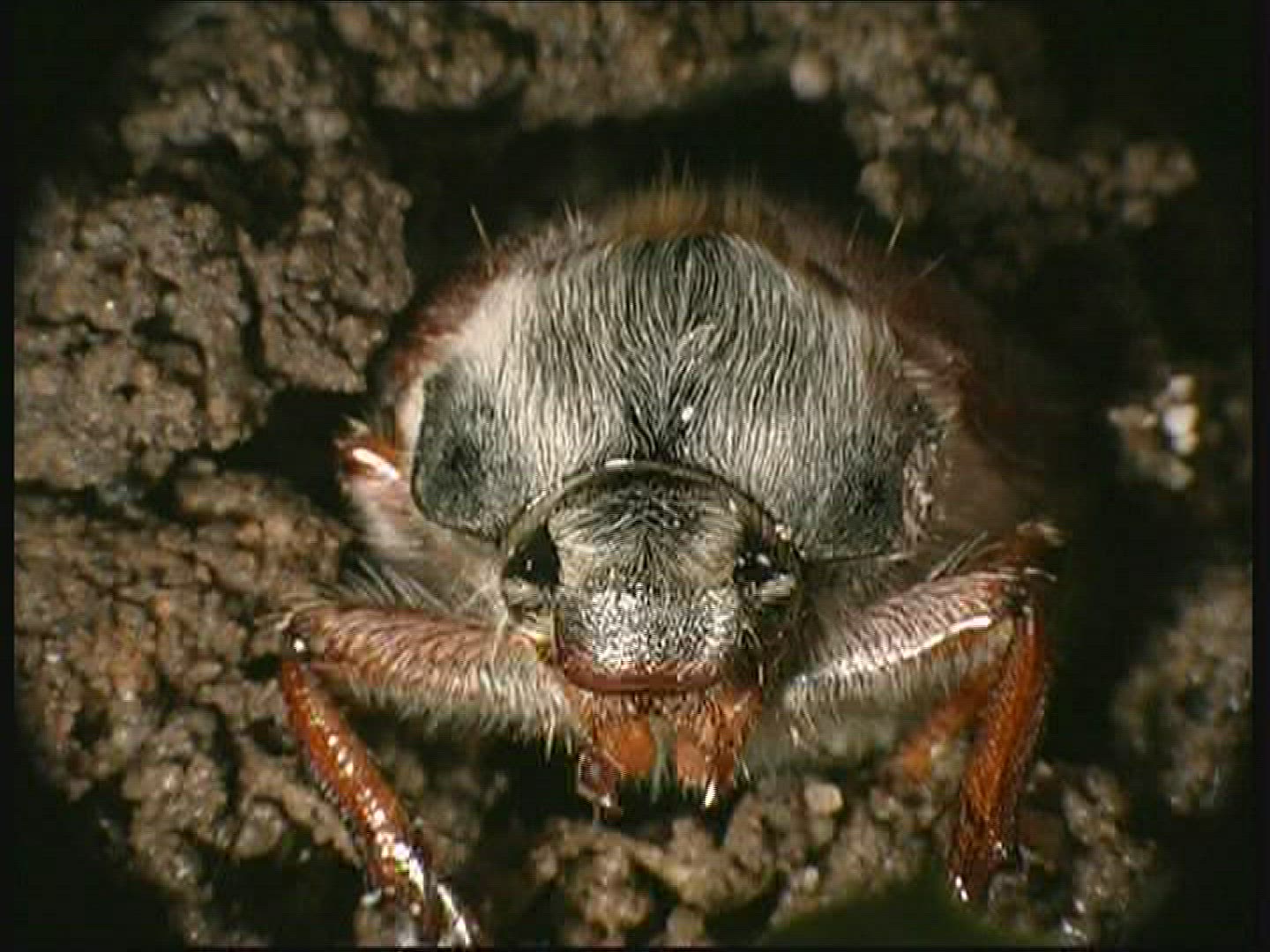 692923462 / Common Cockchafer / Grub