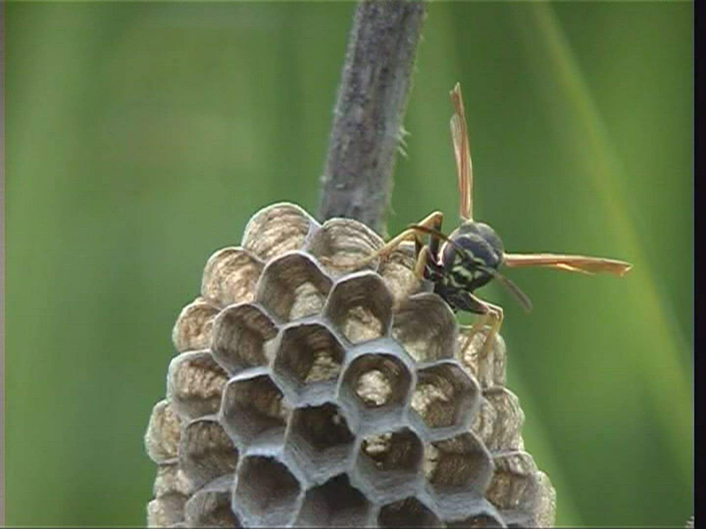 451089514 / Insect / Spessart / Germany