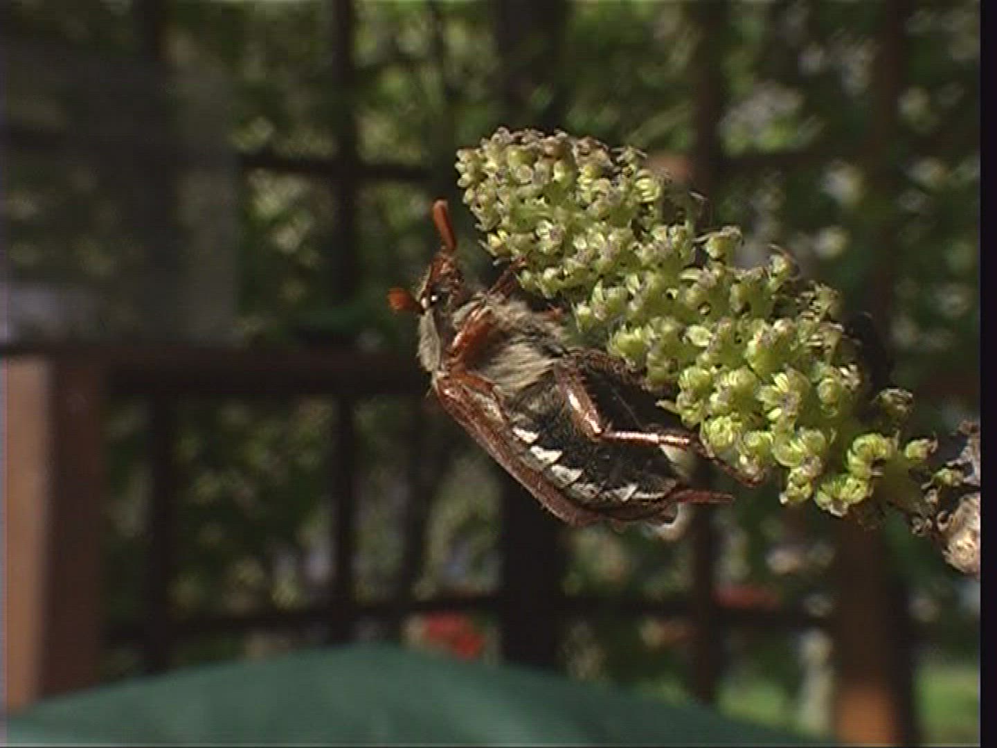 609805147 / Cockchafer / Spessart / Germany