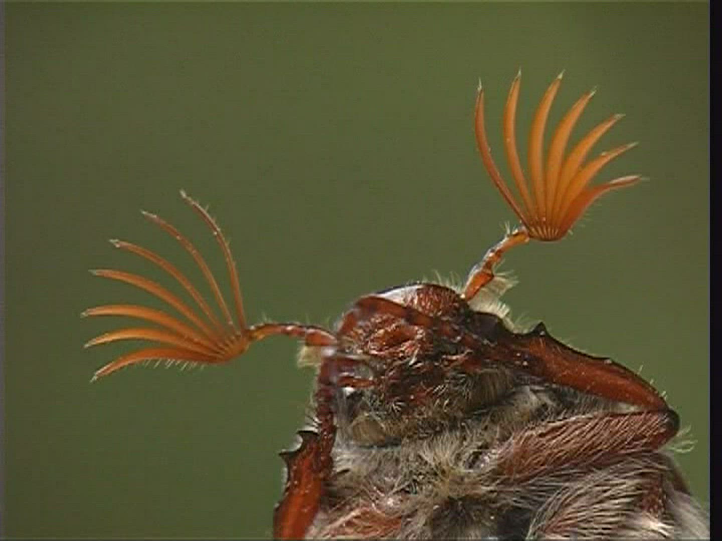 803077223 / Cockchafer / Spessart / Germany