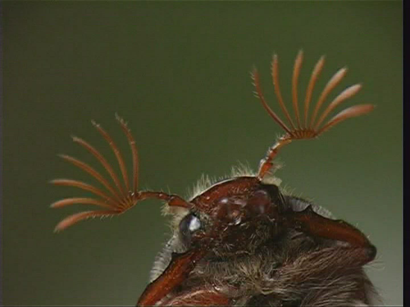 985002717 / Cockchafer / Spessart / Germany