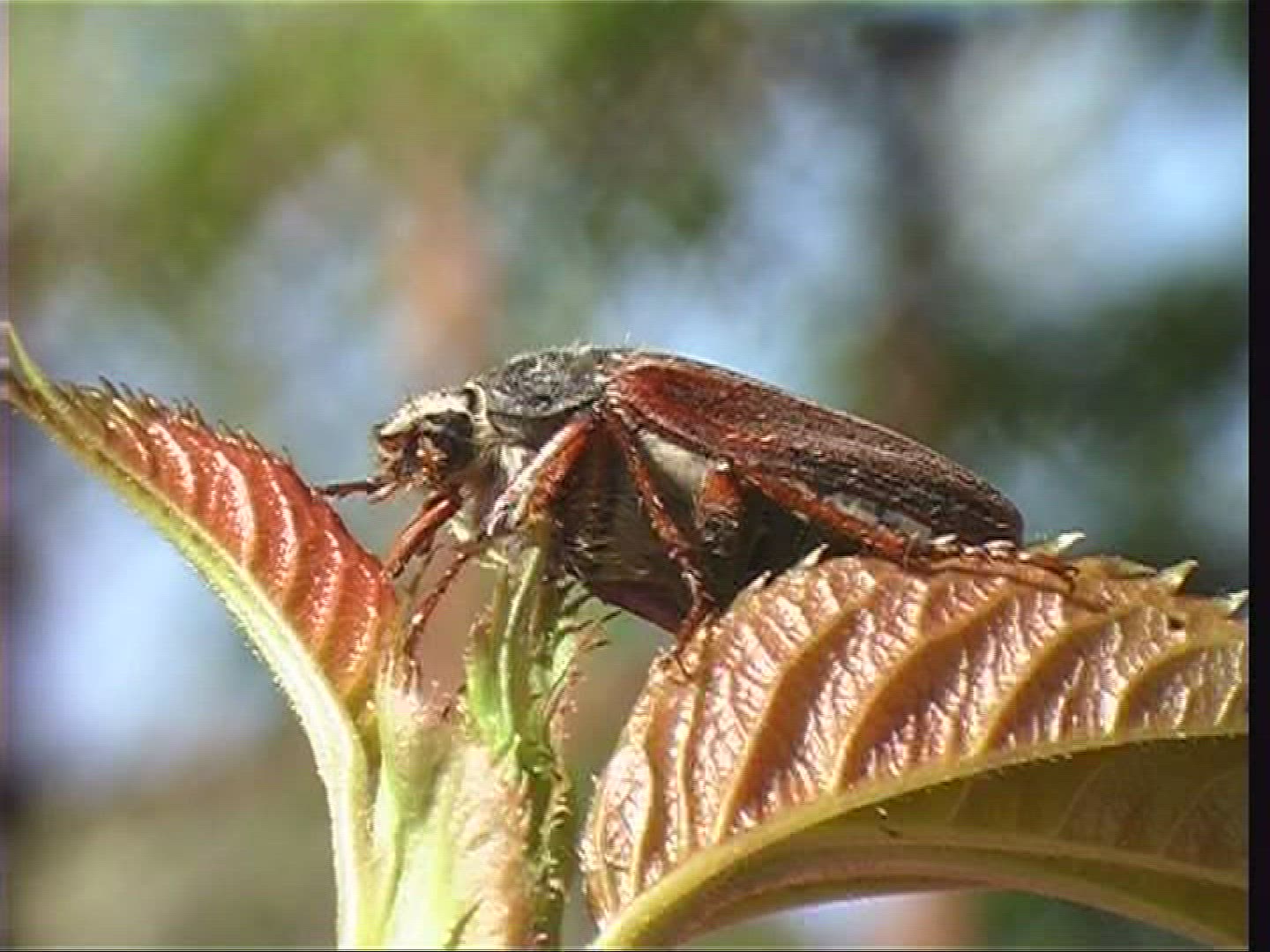 340732659 / Cockchafer / Spessart / Germany