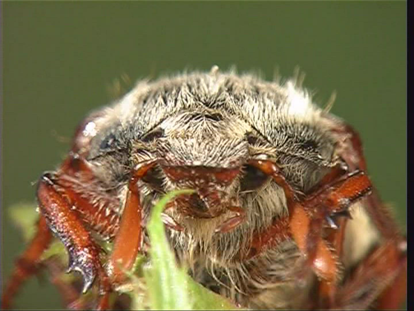 726121963 / Cockchafer / Spessart / Germany