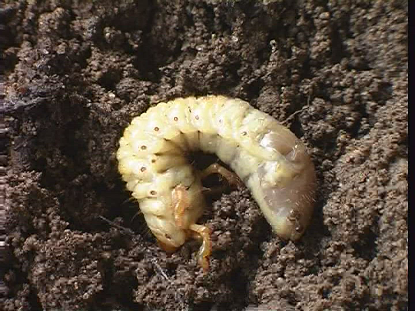 632224205 / Grub / Common Cockchafer / Spessart / Germany
